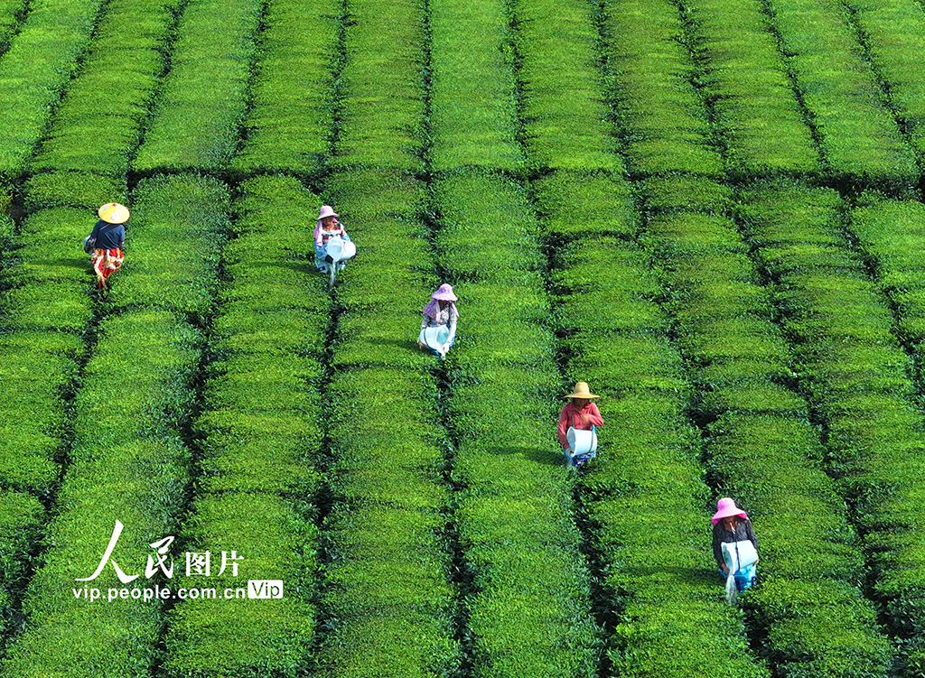 江西泰和:茶園施肥管護【6】