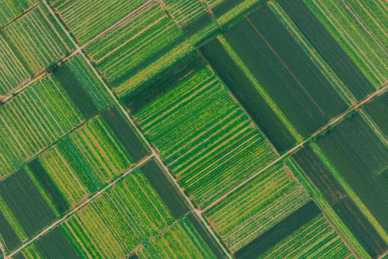 俯瞰湖北金潤農業發展有限公司蔬菜種植基地，廣袤田疇如綠色織錦鋪展，盡顯蓬勃生機。邱活攝