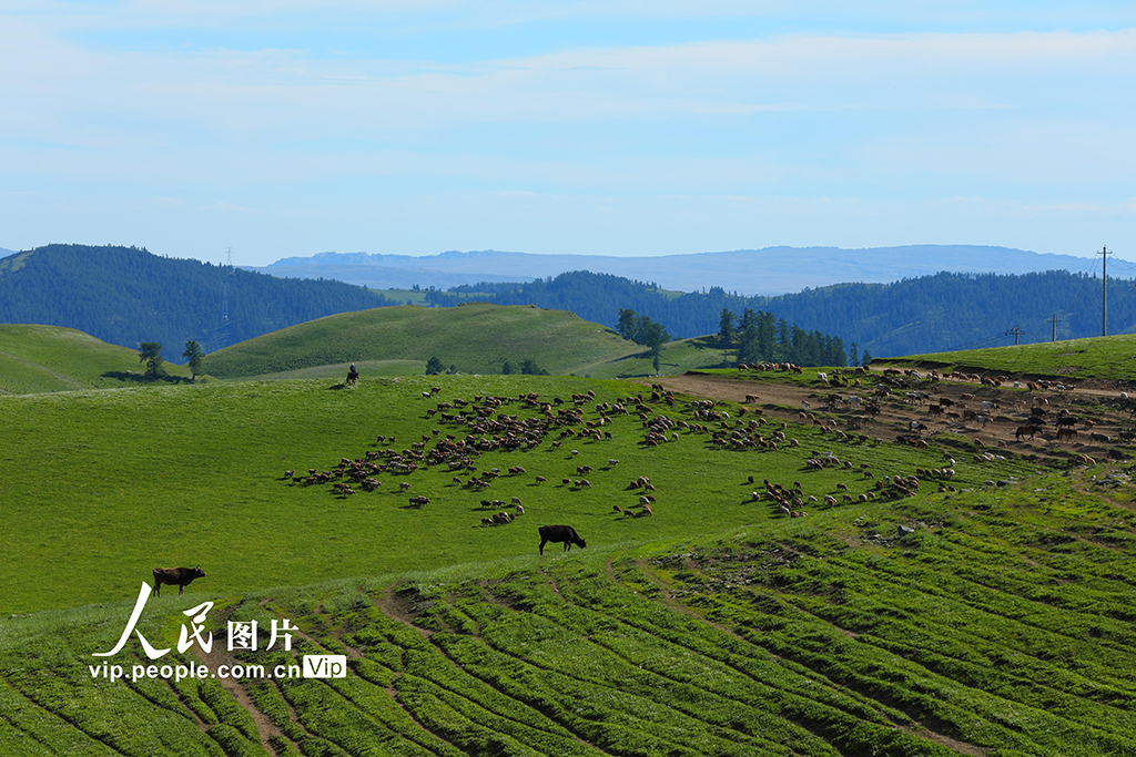 新疆阿勒泰：夏季轉場全面啟動【4】