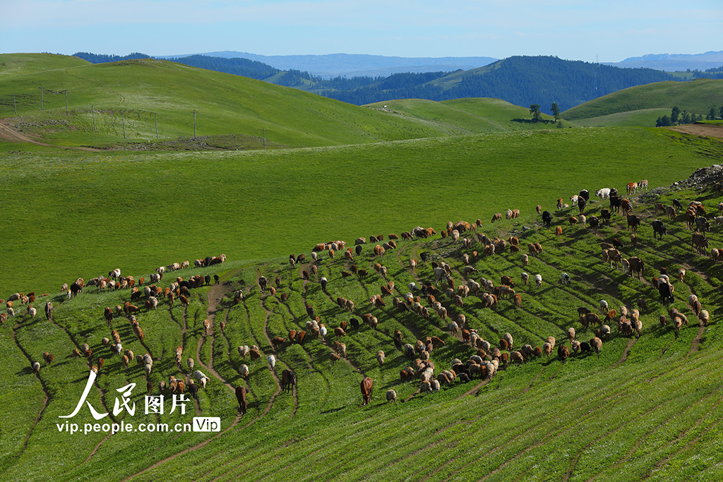新疆阿勒泰:夏季轉場全面啟動【2】