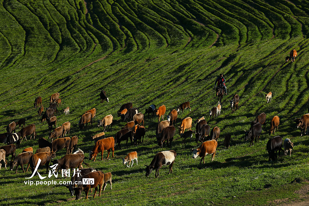 新疆阿勒泰:夏季轉場全面啟動【3】