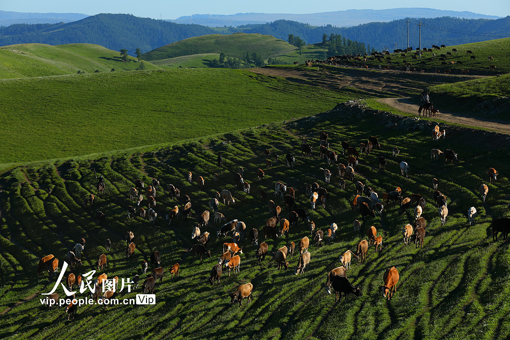 新疆阿勒泰：夏季轉場全面啟動【5】