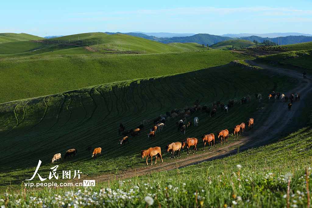 新疆阿勒泰：夏季轉場全面啟動