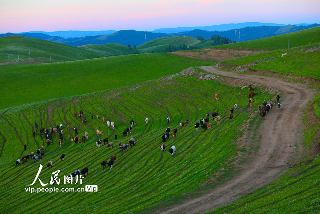 新疆阿勒泰：夏季轉場全面啟動【6】