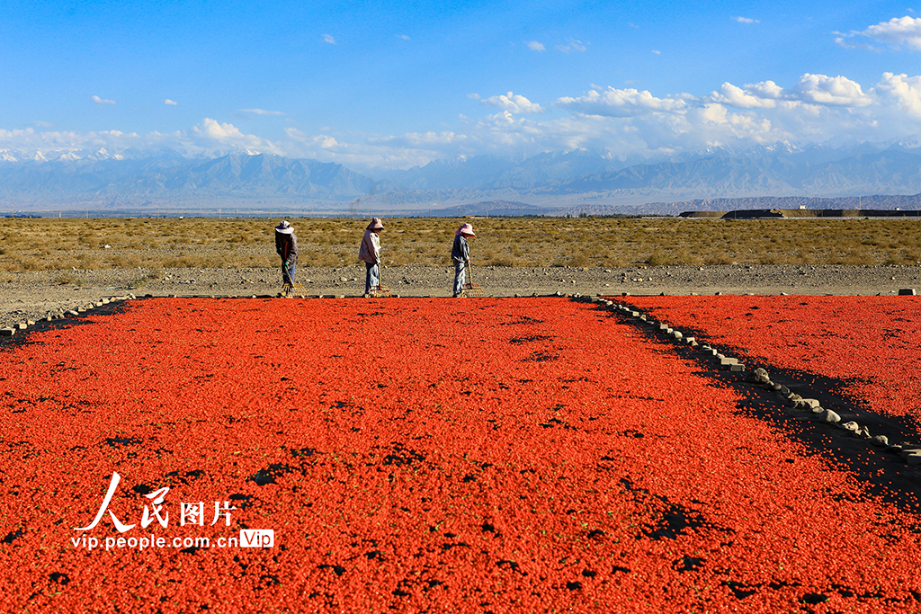 甘肅嘉峪關：枸杞喜豐收