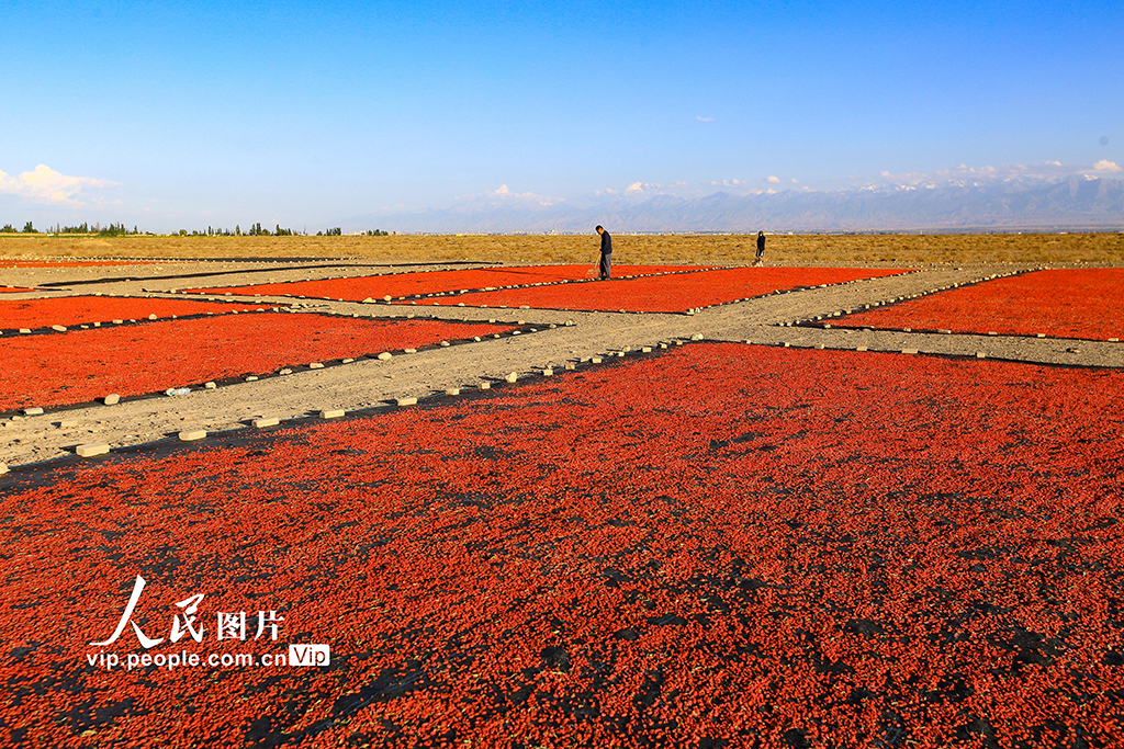 甘肅嘉峪關：枸杞喜豐收【2】