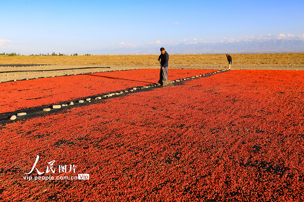 甘肅嘉峪關：枸杞喜豐收【3】