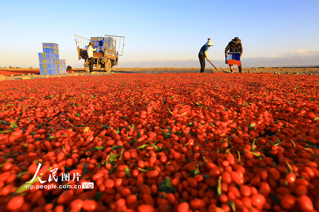 甘肅嘉峪關：枸杞喜豐收【4】