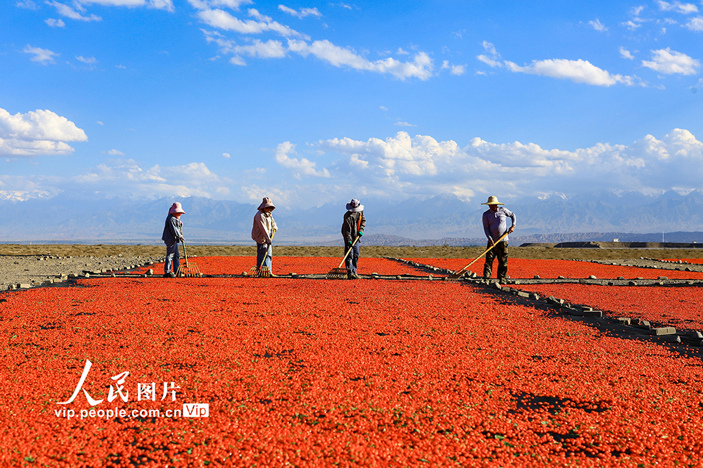 甘肅嘉峪關：枸杞喜豐收【5】