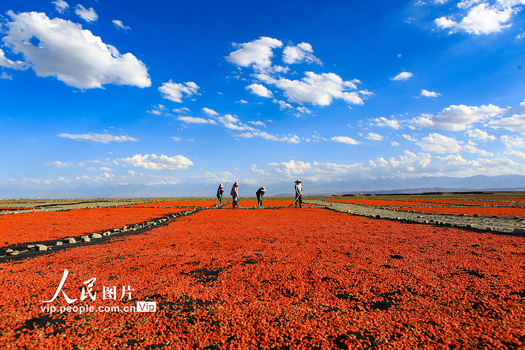 甘肅嘉峪關：枸杞喜豐收【6】
