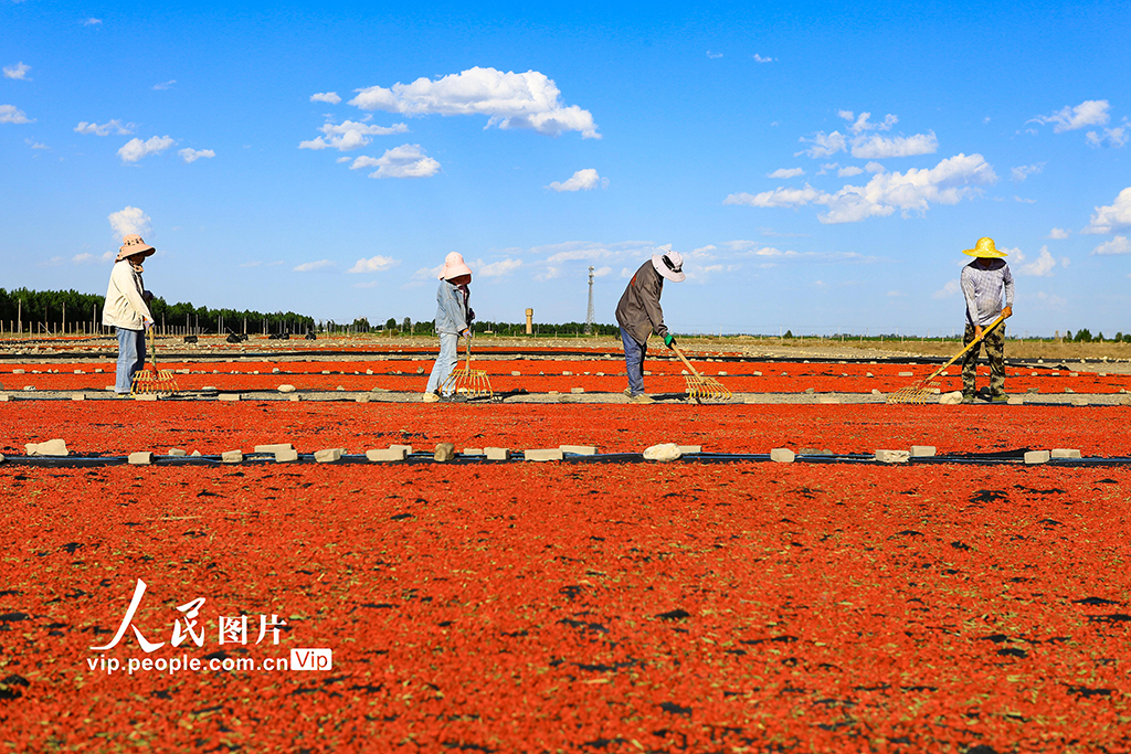 甘肅嘉峪關：枸杞喜豐收【7】