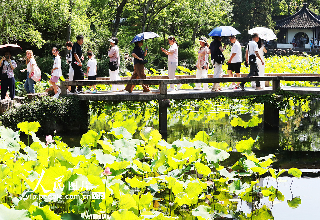 江蘇蘇州：游園賞荷享清涼【4】