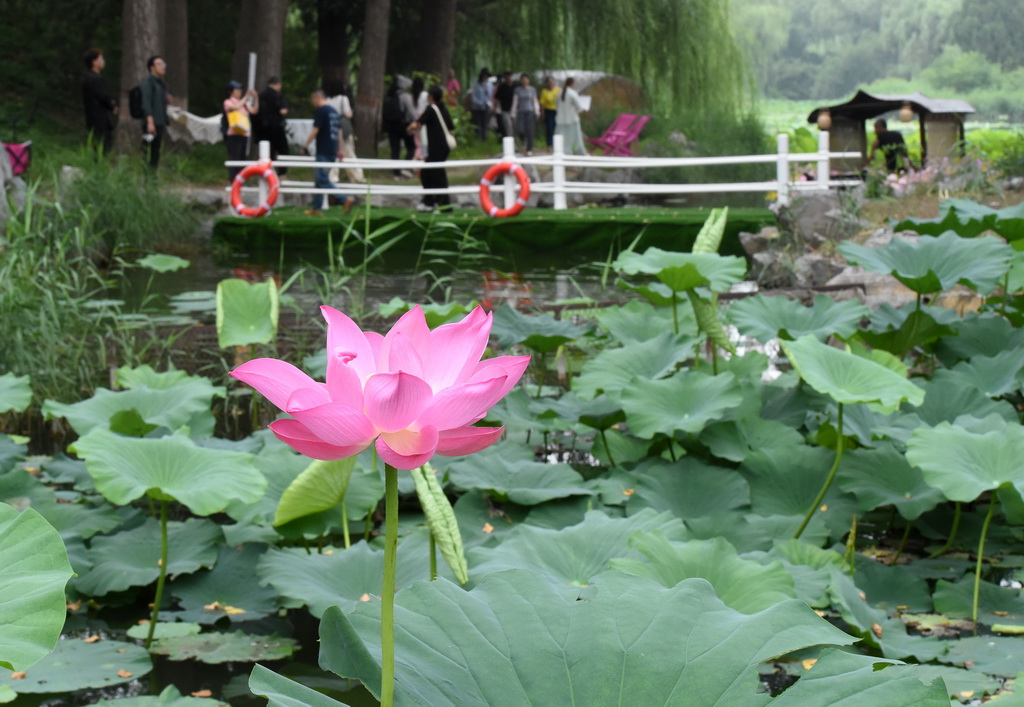 圓明園第三十屆荷花節開幕