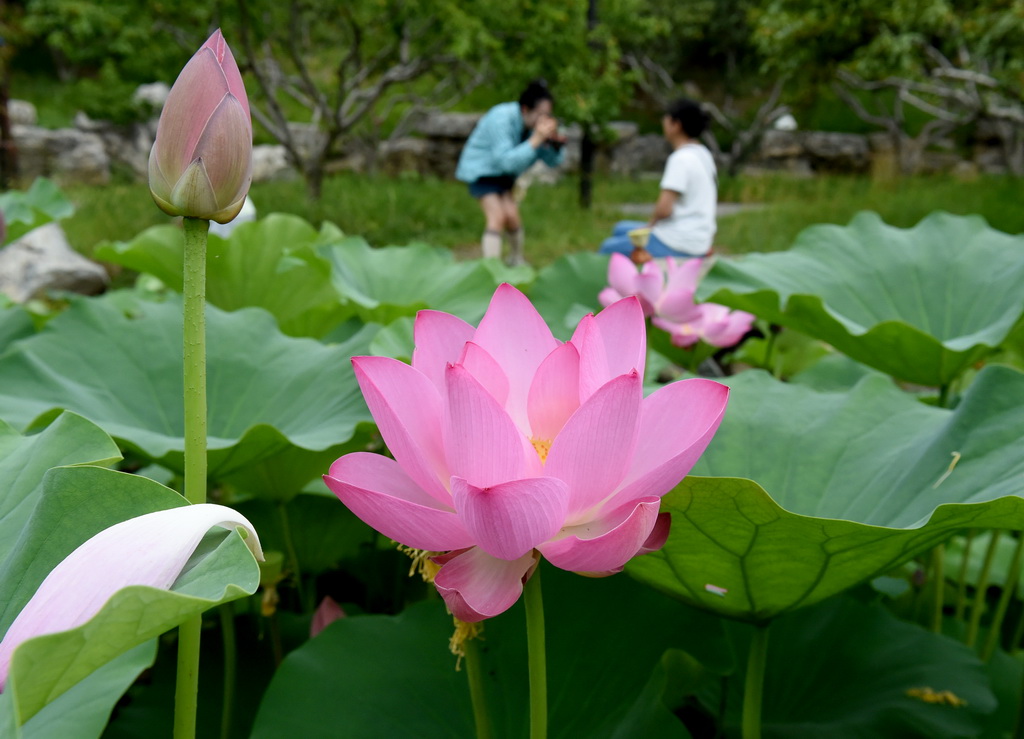 6月28日，游客在圓明園賞荷拍照。