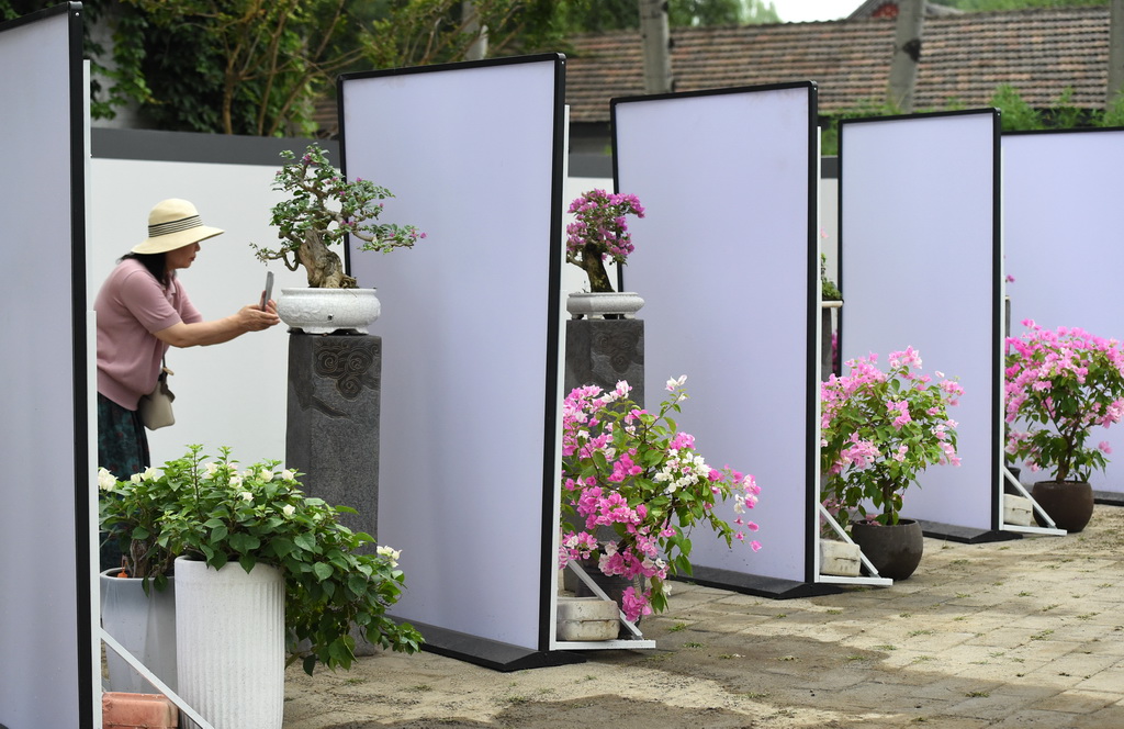 6月28日，游客在在圓明園“荷韻梅芳 御苑雙姝”雙花展上拍攝。