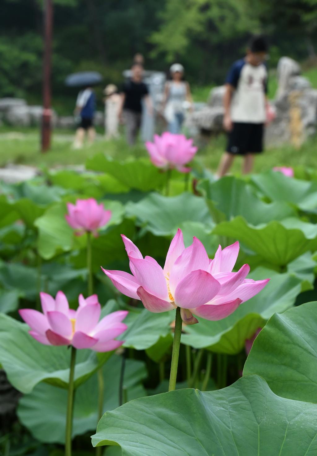 6月28日，游客在圓明園游玩賞荷。