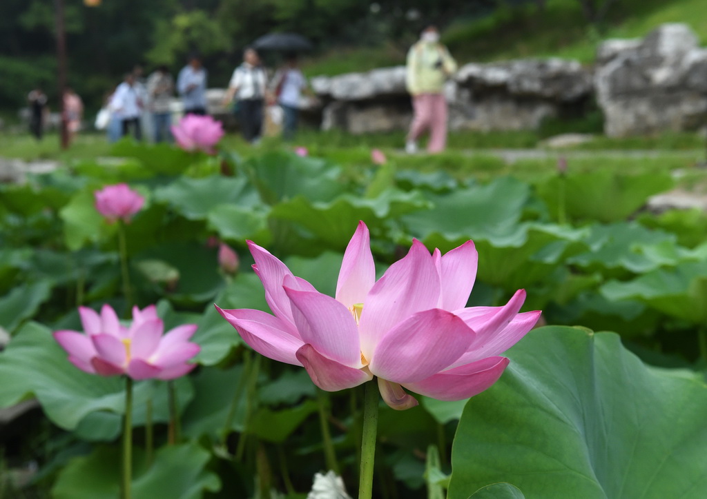 6月28日，游客在圓明園游玩賞荷。