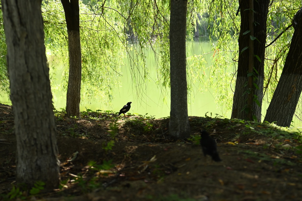 6月29日在西安浐灞國家濕地公園拍攝的放歸后的野生鳥類。