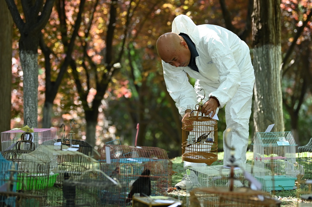 6月29日，西安市野生動植物保護管理站的工作人員在放歸野生鳥類。