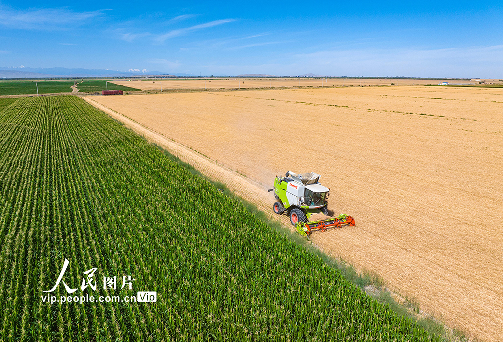 新疆呼圖壁:收割小麥【3】
