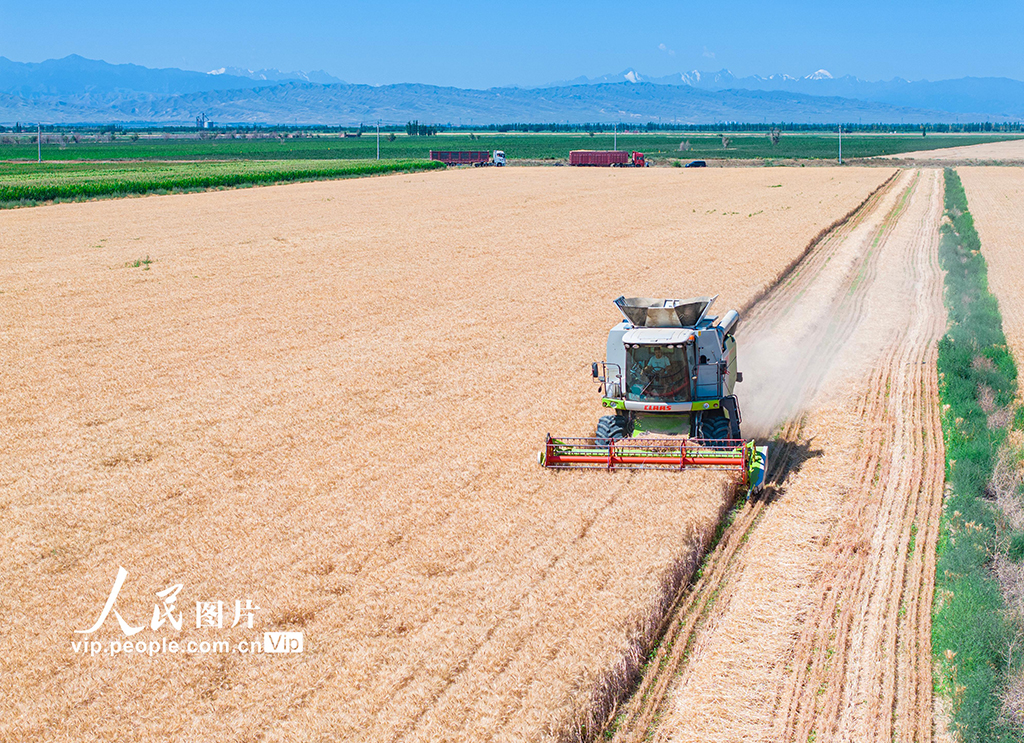 新疆呼圖壁:收割小麥【4】