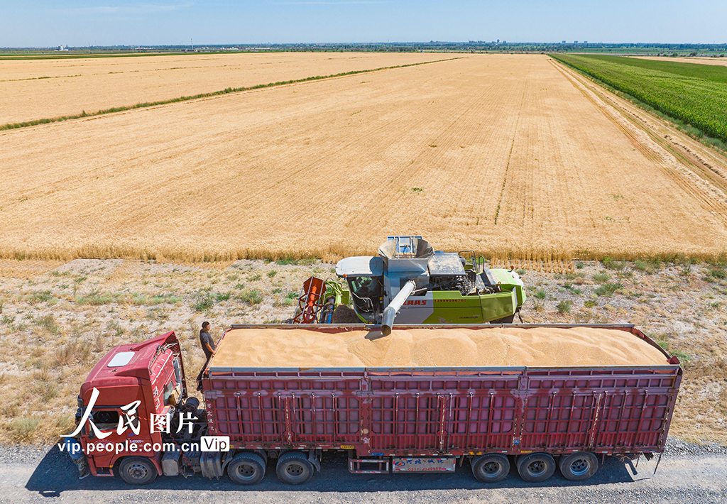 新疆呼圖壁:收割小麥【5】