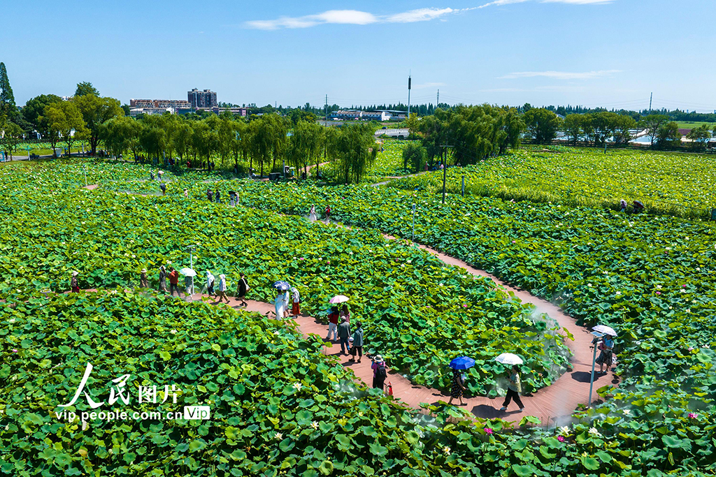 安徽蕪湖:“荷花經濟”助振興【4】