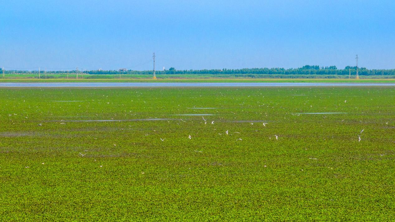 來沉湖濕地，觀自然之美