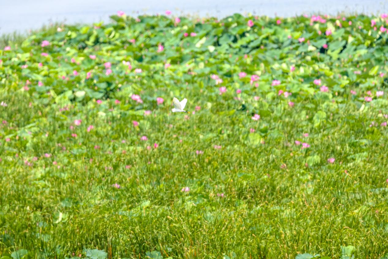 白鷺飛躍蓮群。魏斌攝