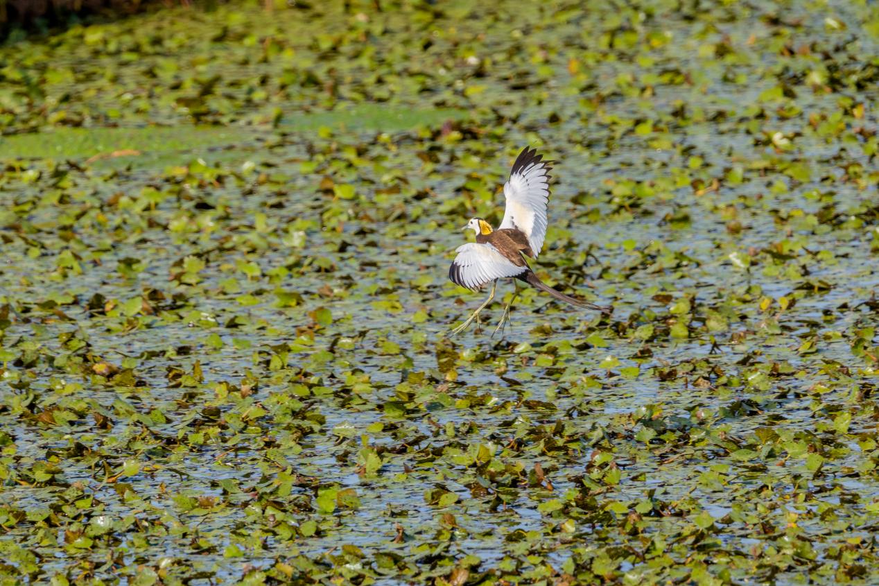 凌波仙子水雉。魏斌攝