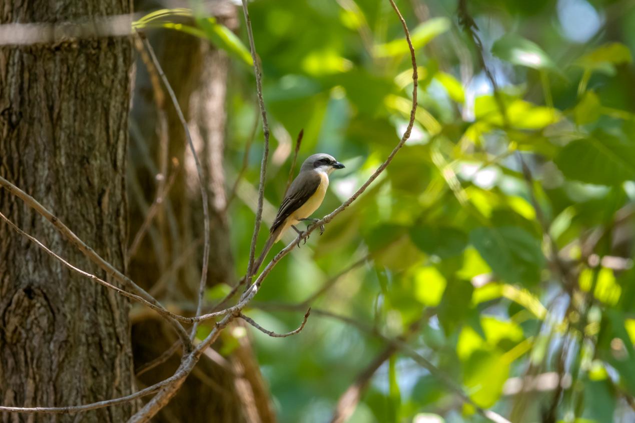 紅尾伯勞。魏斌攝
