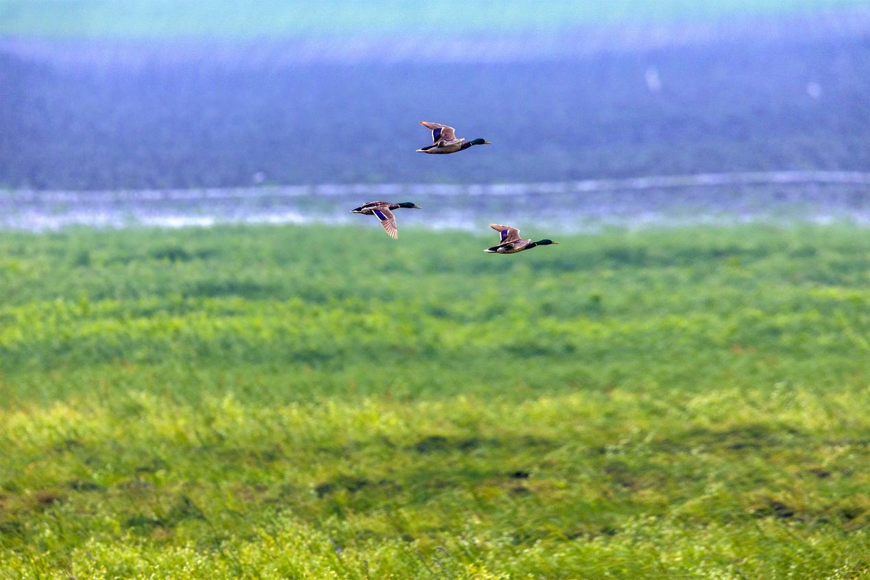 綠頭鴨。魏斌攝