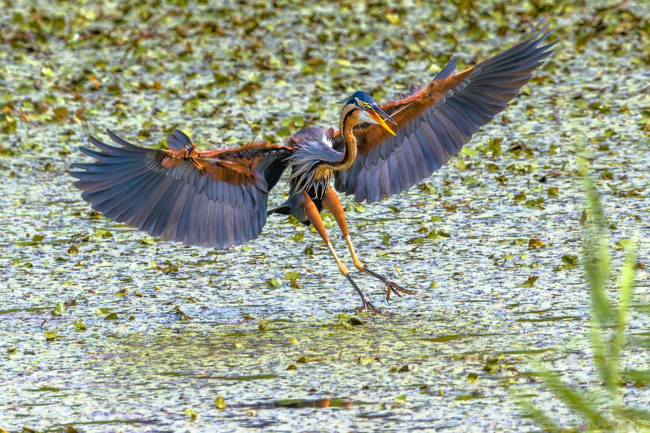 草鷺展翅。魏斌攝