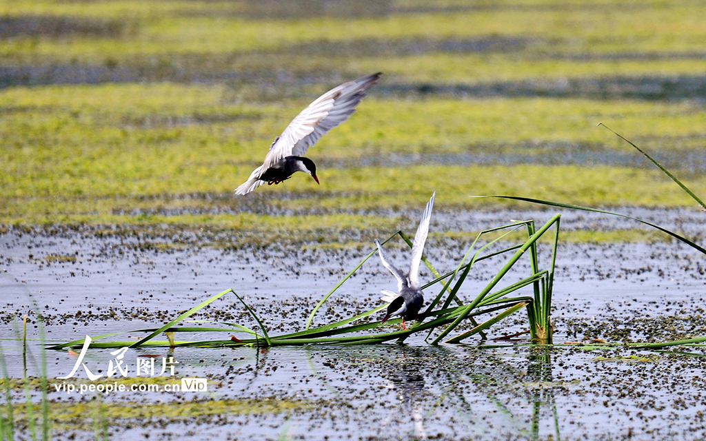 2025年6月11日，江蘇省宿遷市沭陽縣隴集鎮萬畝生態農業示范園，灰翅浮鷗在蝦田間覓食、嬉戲、飛翔。張良攝（人民圖片網）