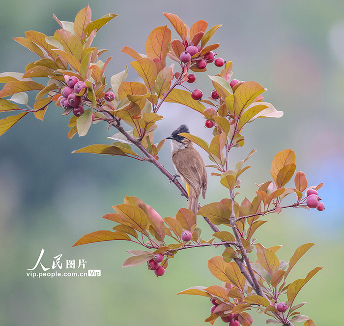 2025年6月6日，重慶市巫山縣寧江渡公園，黃殿鵯在林中嬉戲、覓食。馮光倫攝（人民圖片網）