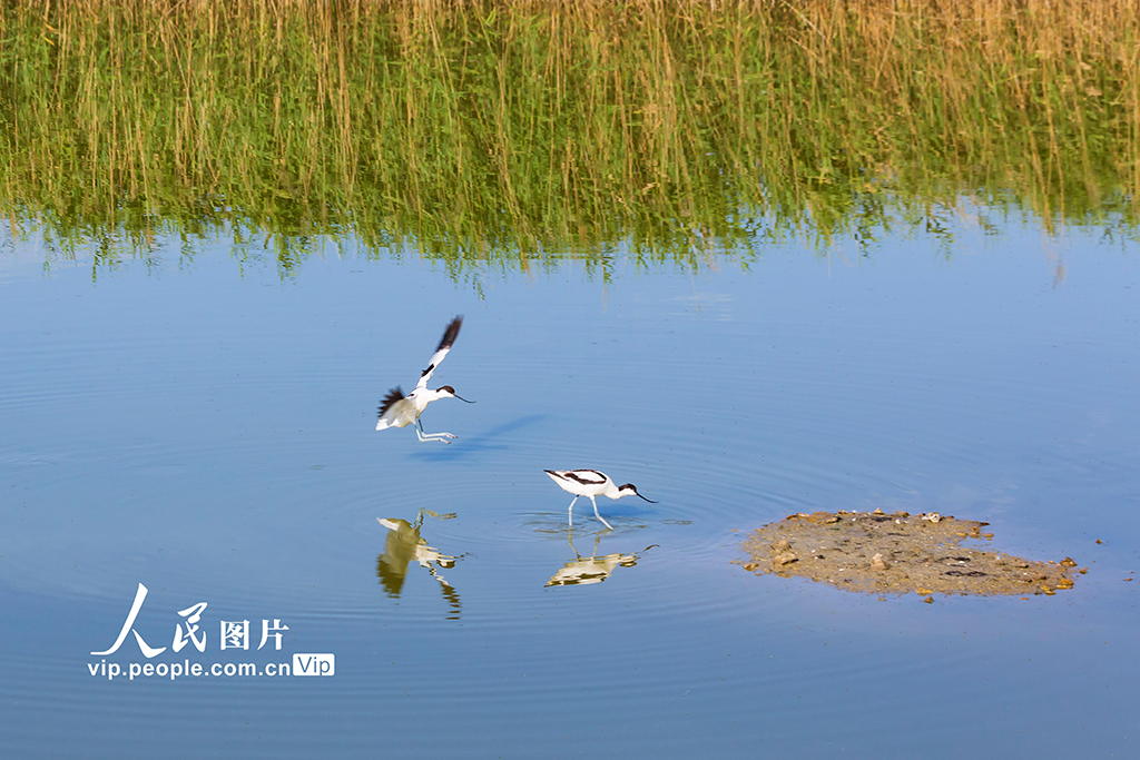 2025年6月5日，反嘴鷸正在山西省運城市千年鹽湖里嬉戲覓食。姜樺攝（人民圖片網）