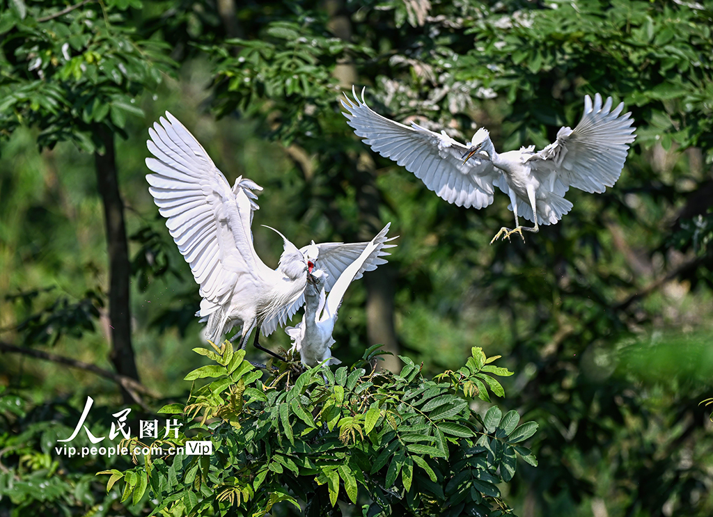 2025年6月4日，在四川省眉山市仁壽縣寶飛鎮清水河段，白鷺正在育雛喂食。潘帥攝（人民圖片網）