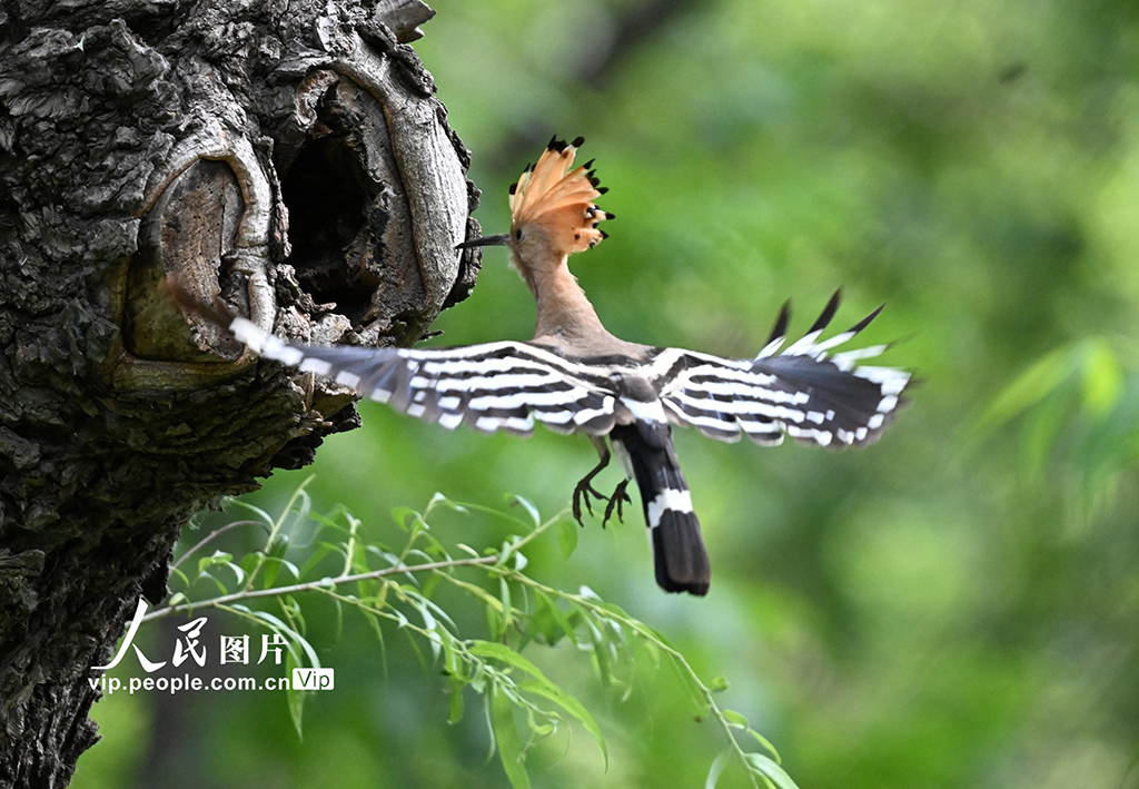 2025年6月4日，在遼寧省沈陽市沈水灣公園里一棵大柳樹洞口，戴勝鳥夫婦在樹林間飛來飛去，忙著給雛鳥喂食。趙敬東攝（人民圖片網）
