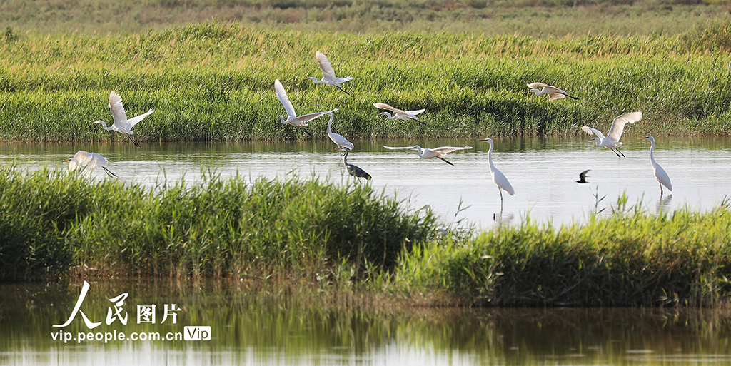 2025年5月22日，白鷺在新疆吐魯番艾丁湖濕地飛翔。劉健攝（人民圖片網）