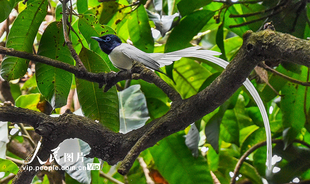 2025年4月29日，綬帶鳥現身廣西南寧市人民公園。彭寰攝（人民圖片網）