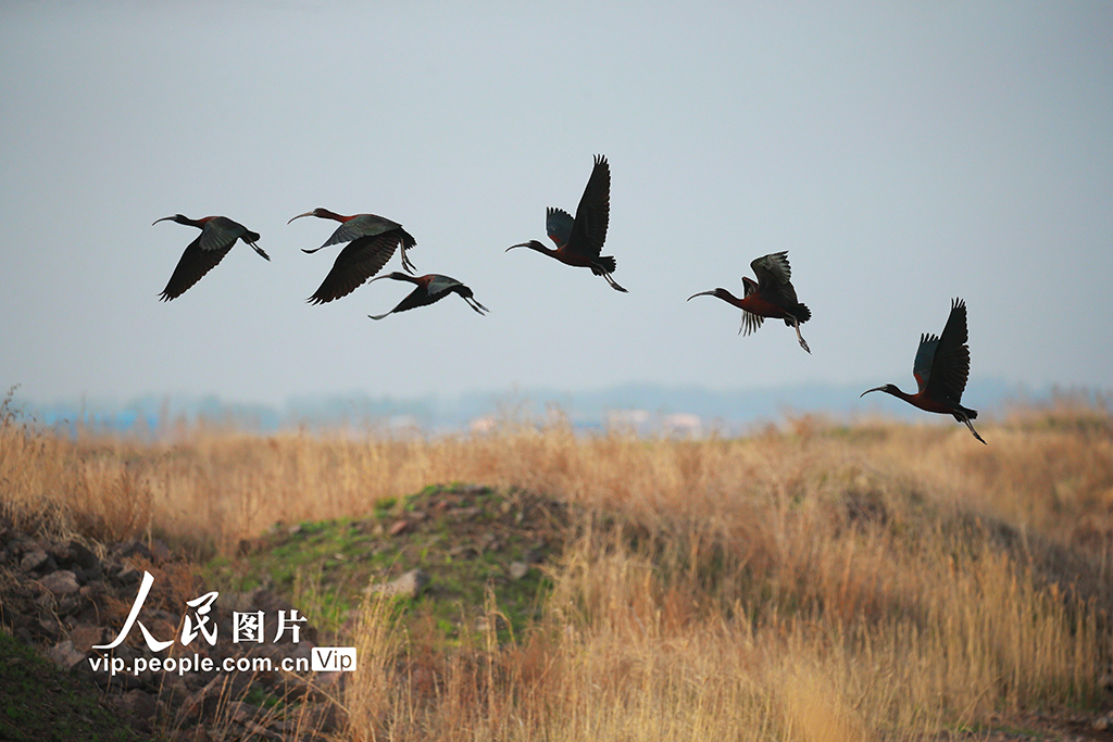 2025年4月18日，彩鹮在山東省青島市即墨區田橫鎮灘涂濕地的天空上飛翔。梁孝鵬攝（人民圖片網）