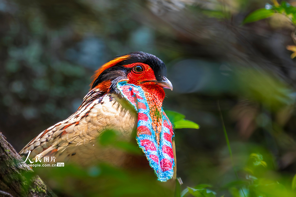 2025年4月5日，福建省寧德市屏南縣雙溪鎮峭頂村的樹木間，黃腹角雉雄鳥在炫出它難得一見的絢麗肉裙，向雌鳥示愛。鄭培鑾攝（人民圖片網）