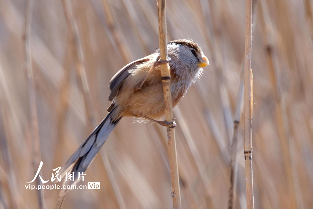 2025年2月20日，震旦鴉雀在北京奧林匹克森林公園嬉戲、覓食，吸引了眾多攝影愛好者前來拍攝。郭俊鋒攝（人民圖片網）