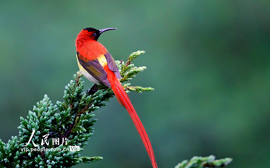 2025年5月31日，云南省昆明市祿勸彝族苗族自治縣轎子山，火尾太陽鳥在樹上休憩。陸忠攝（人民圖片網）