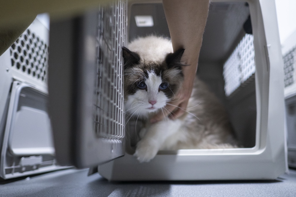 7月1日，一只寵物貓被旅客放進專用寵物運輸箱內。