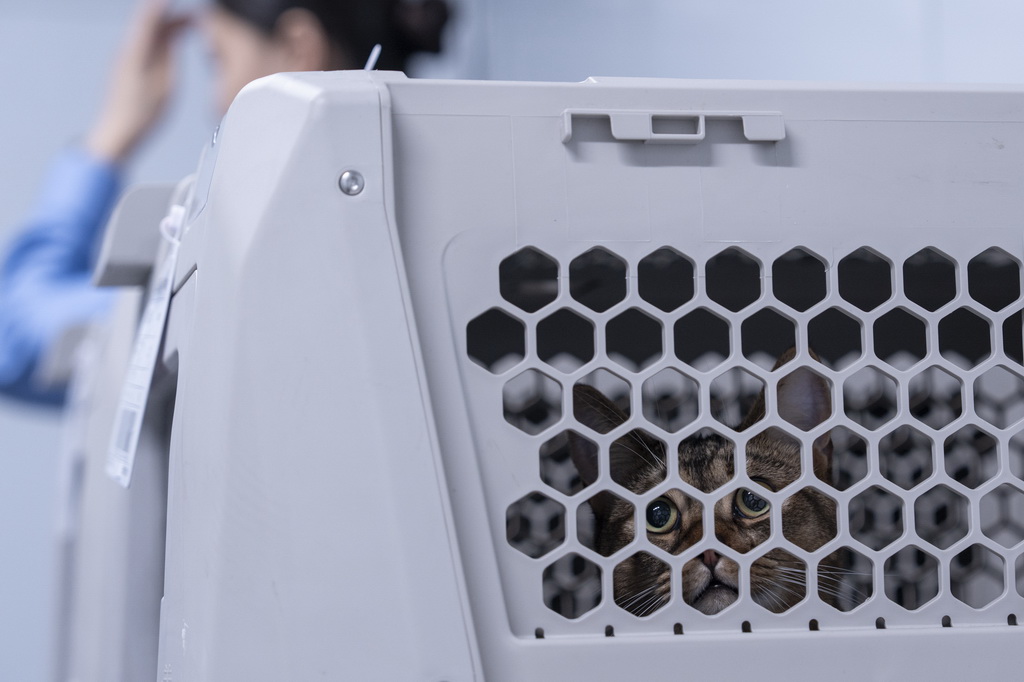 7月1日，一只寵物貓在專用寵物運輸箱內“等待乘車”。