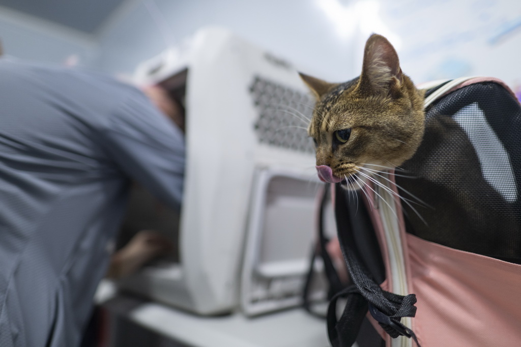 7月1日，一名旅客在布置專用寵物運輸箱，她的寵物貓將被放進專用寵物運輸箱內。