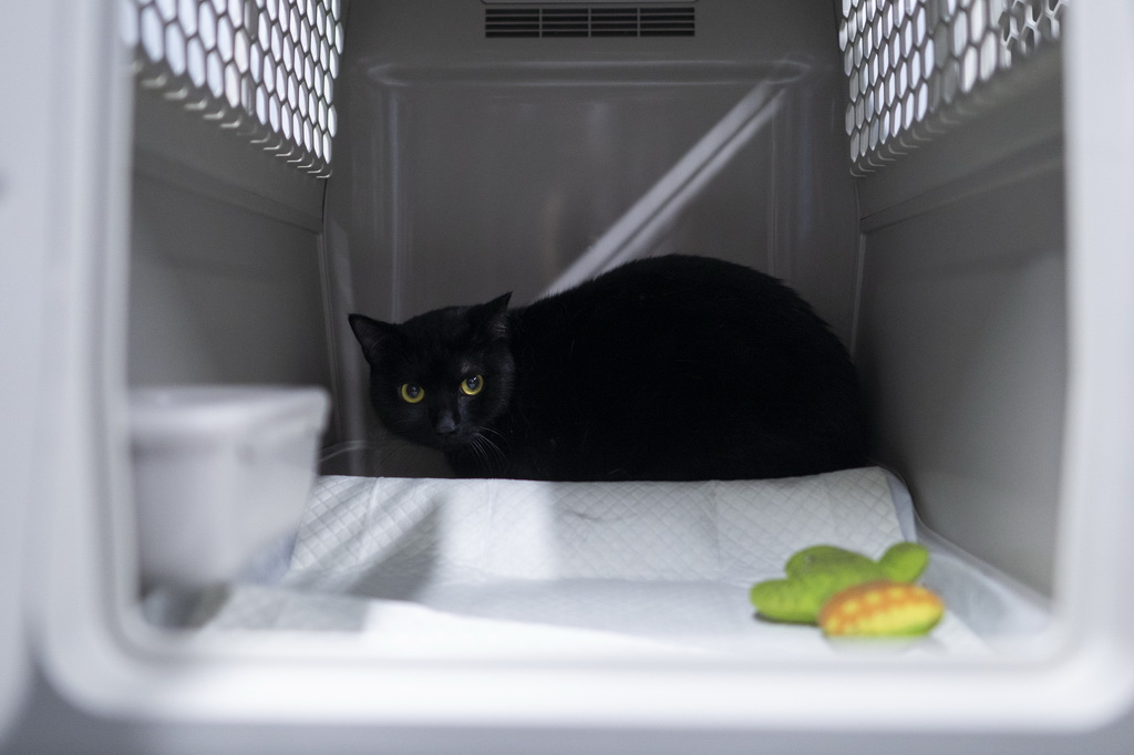 7月1日，一只寵物貓在專用寵物運輸箱內。