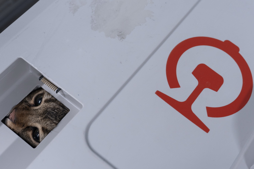 7月1日，一只寵物貓在專用寵物運輸箱內向外探頭。