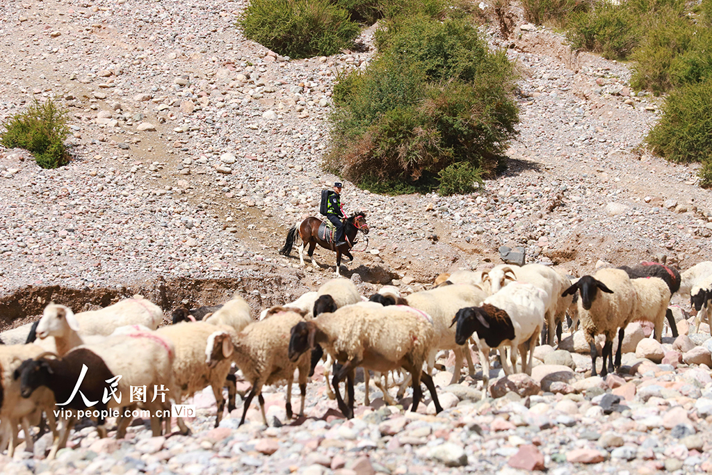 新疆阿克蘇:黨員服務隊護航牧區轉場路【4】